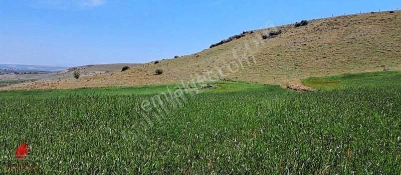 Güneyderede Hatunsaray Yolu Yakını 12700m2 Hesaplı Satılık Tarla - Görsel 6