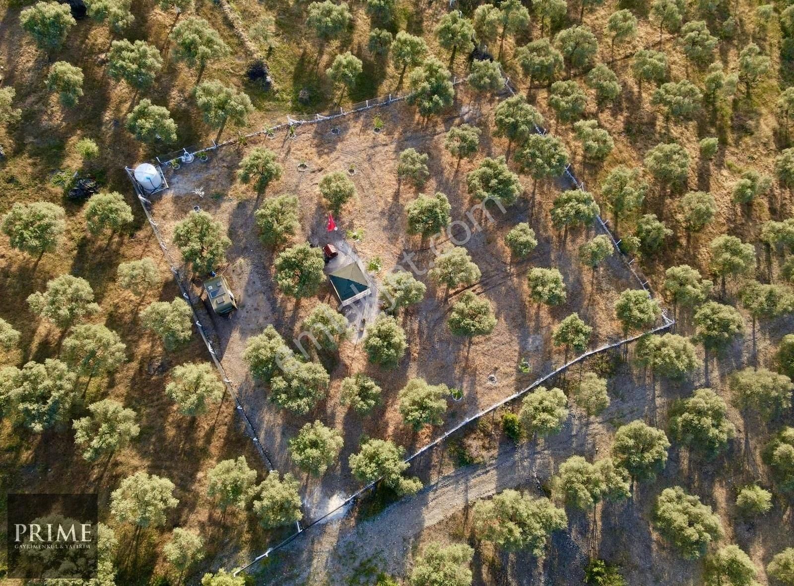 Selçuk Gökçealan Satılık Tarla Gökçealan Da İçerisinde Karavan Bulunan Zeytin Bahçesi