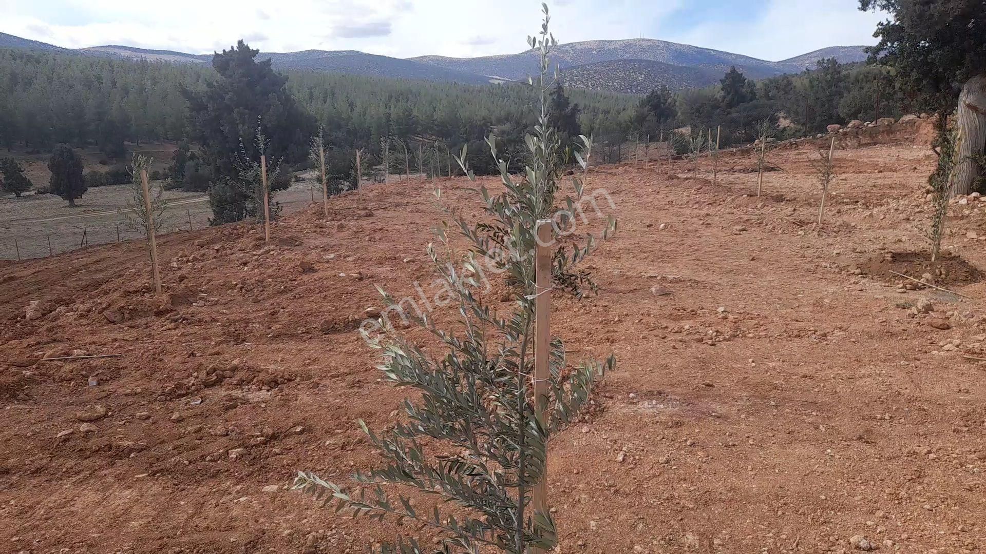 Antalya Korkuteli Tatköy Beğiş - Görsel 17