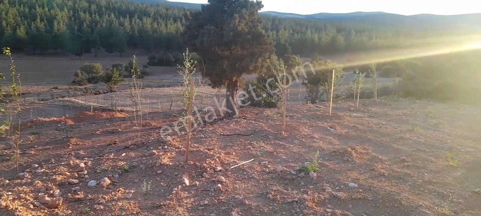 Antalya Korkuteli Tatköy Beğiş - Görsel 7