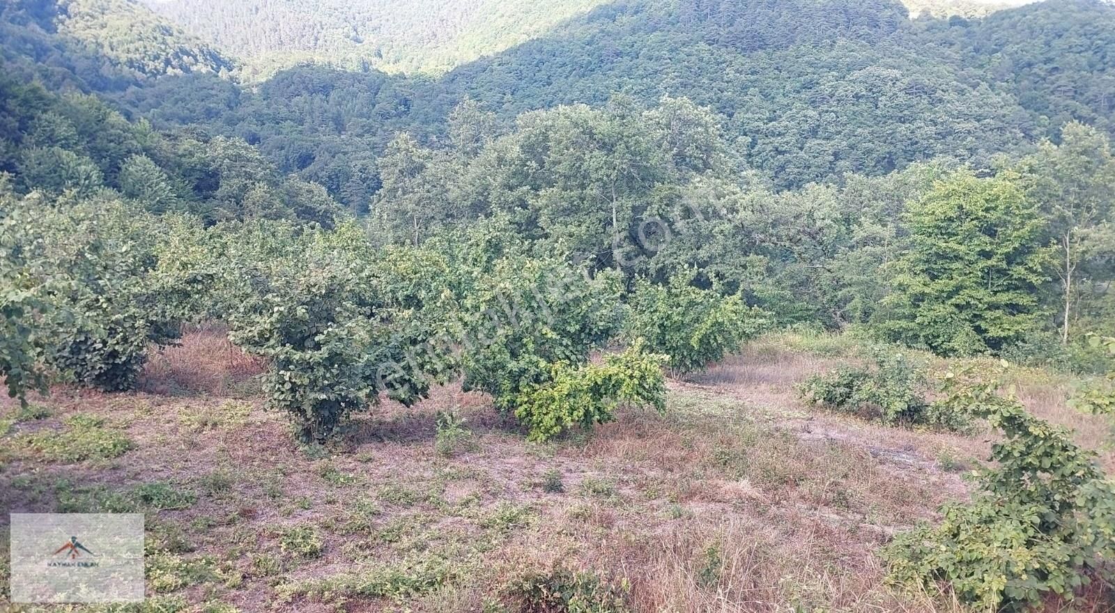 Doğası Ve Harika Manzarası İle Satılık Fındık Bahcesi - Görsel 22