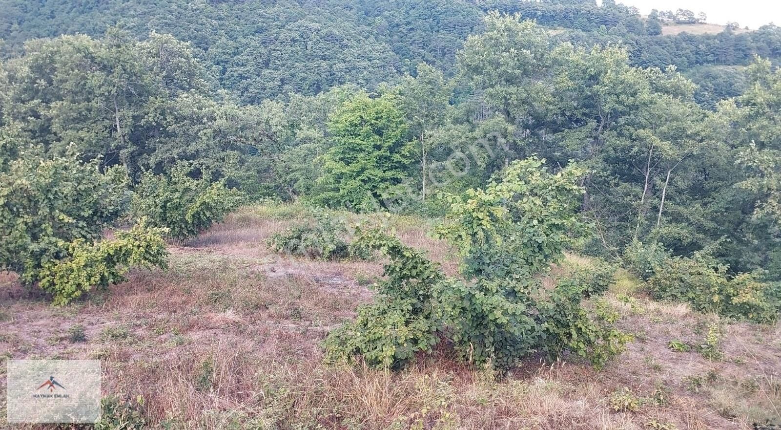 Doğası Ve Harika Manzarası İle Satılık Fındık Bahcesi - Görsel 4