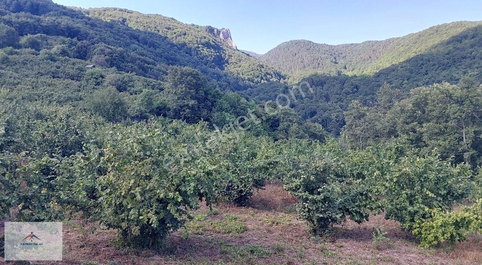 Doğası Ve Harika Manzarası İle Satılık Fındık Bahcesi - Görsel 12