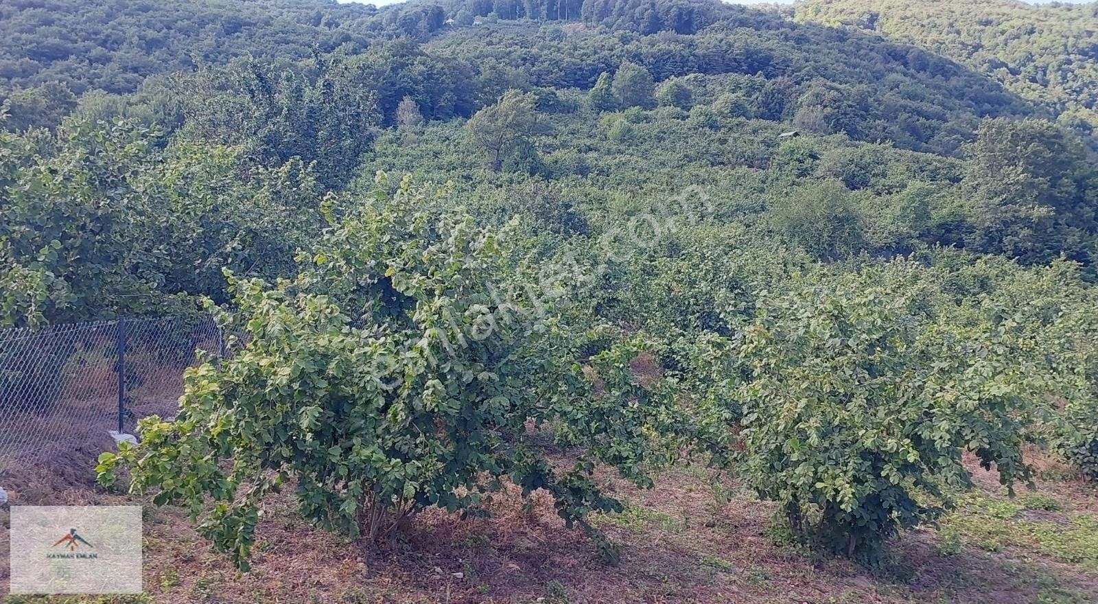 Doğası Ve Harika Manzarası İle Satılık Fındık Bahcesi - Görsel 19
