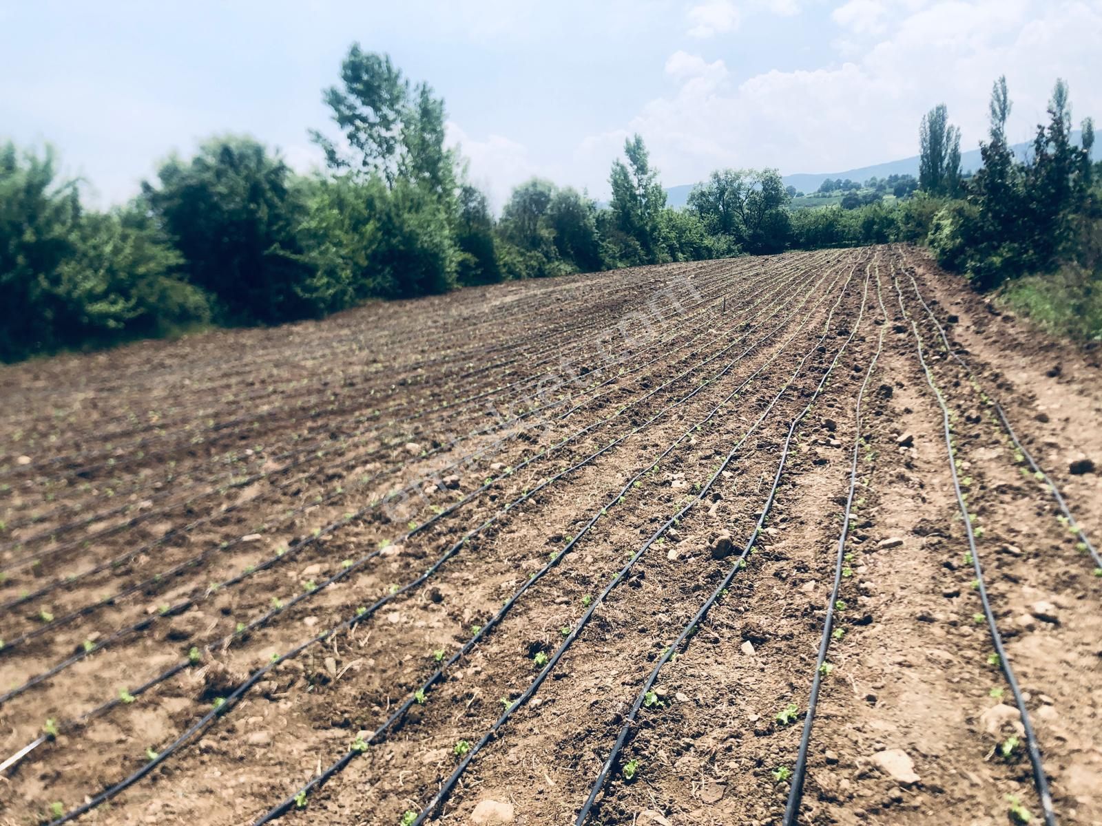 İnegöl Yeniceköy Satılık Tarla BURSA İNEGÖL YENİCEKÖYDE SATILIK TARLA 