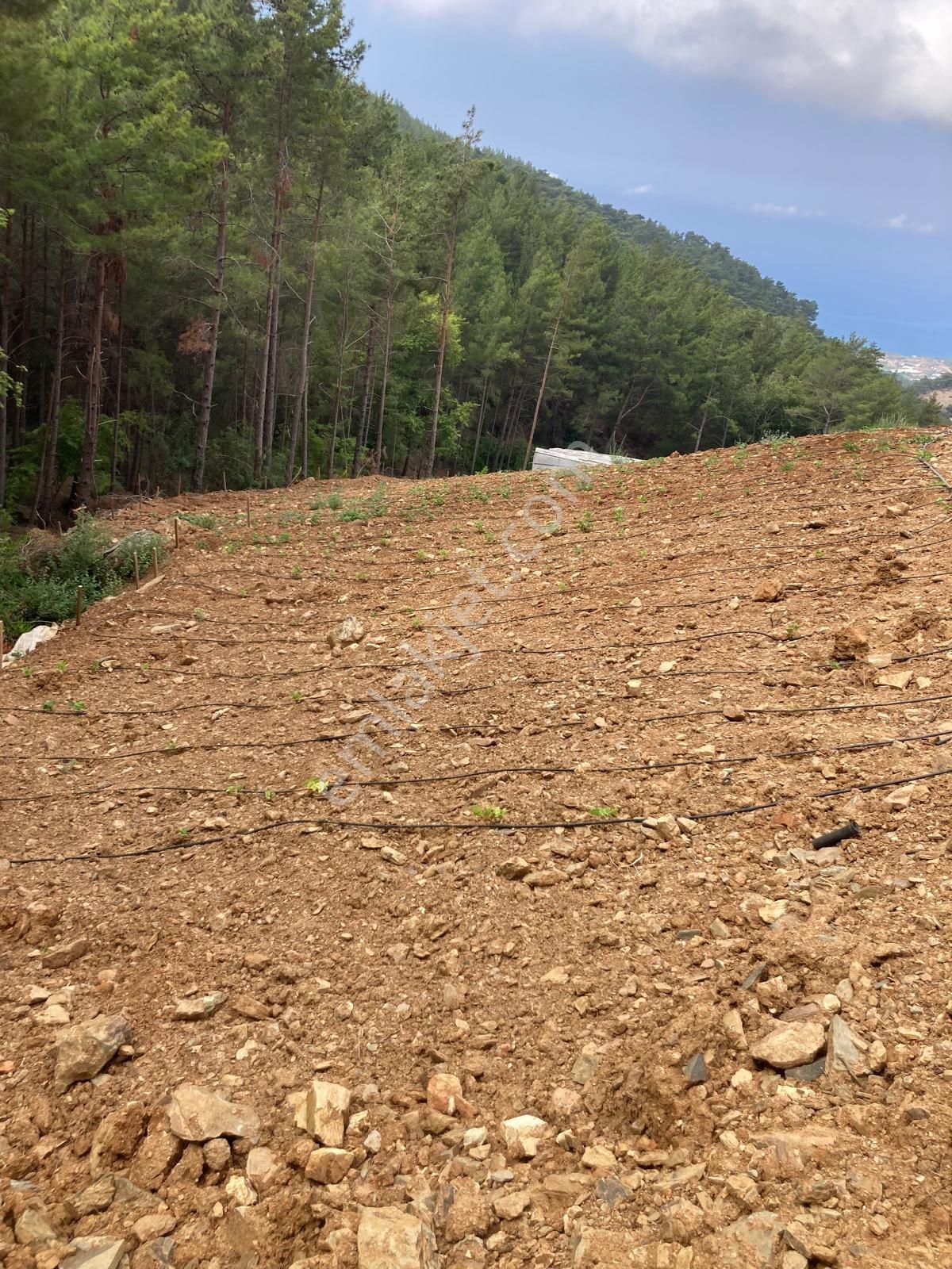 Anamur Demirören Satılık Tarla Anchor Gayrimenkul'den Demirören Mahallesin'de Satılık Tarla