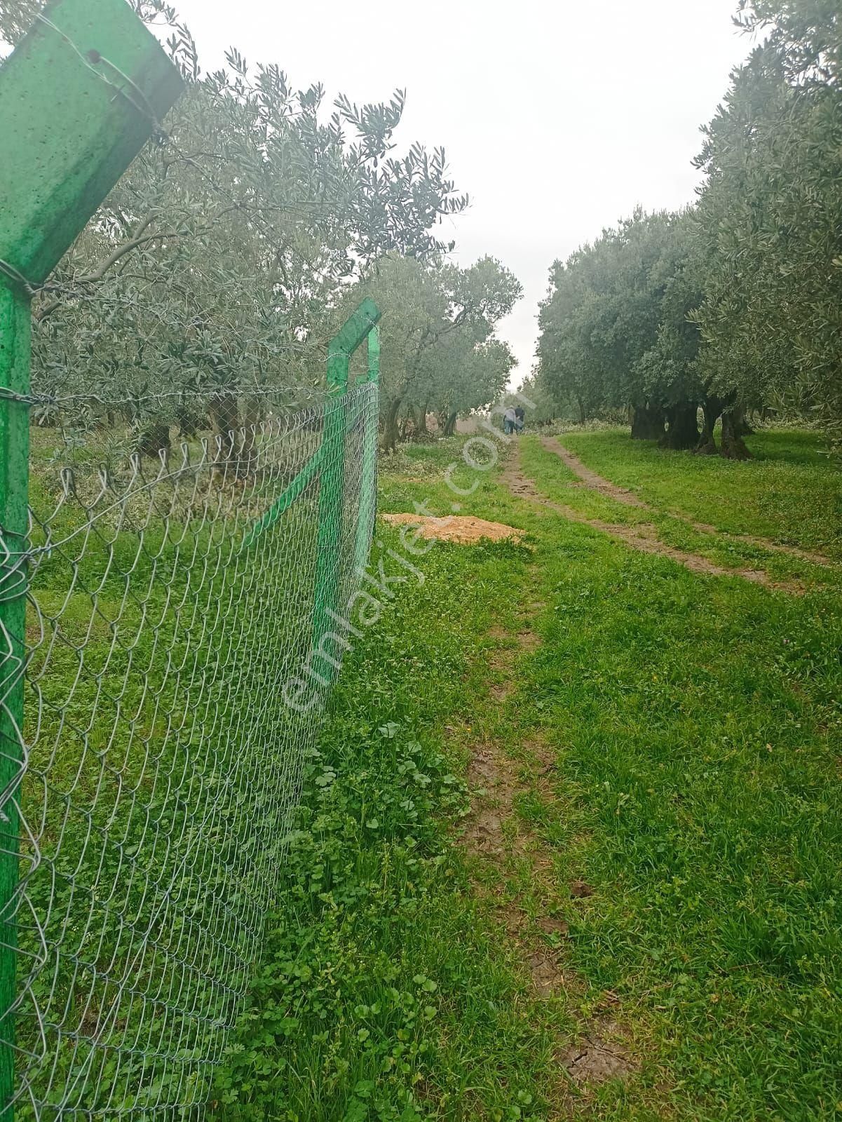 Orhangazi Yeniköy Satılık Zeytinlik NET GAYRİMENKUL'DEN SATILIK ZEYTİNLİK