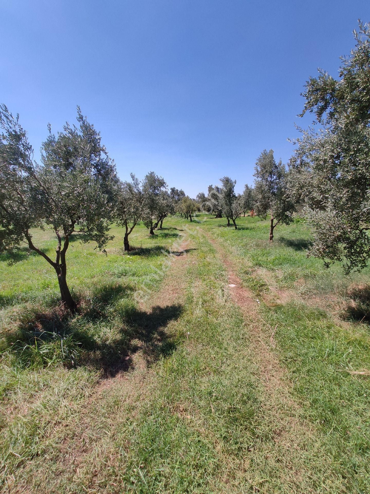Bursa Orhangazi Çakırlı Mahallesinde 981 M Kare Zeytinlik - Görsel 10