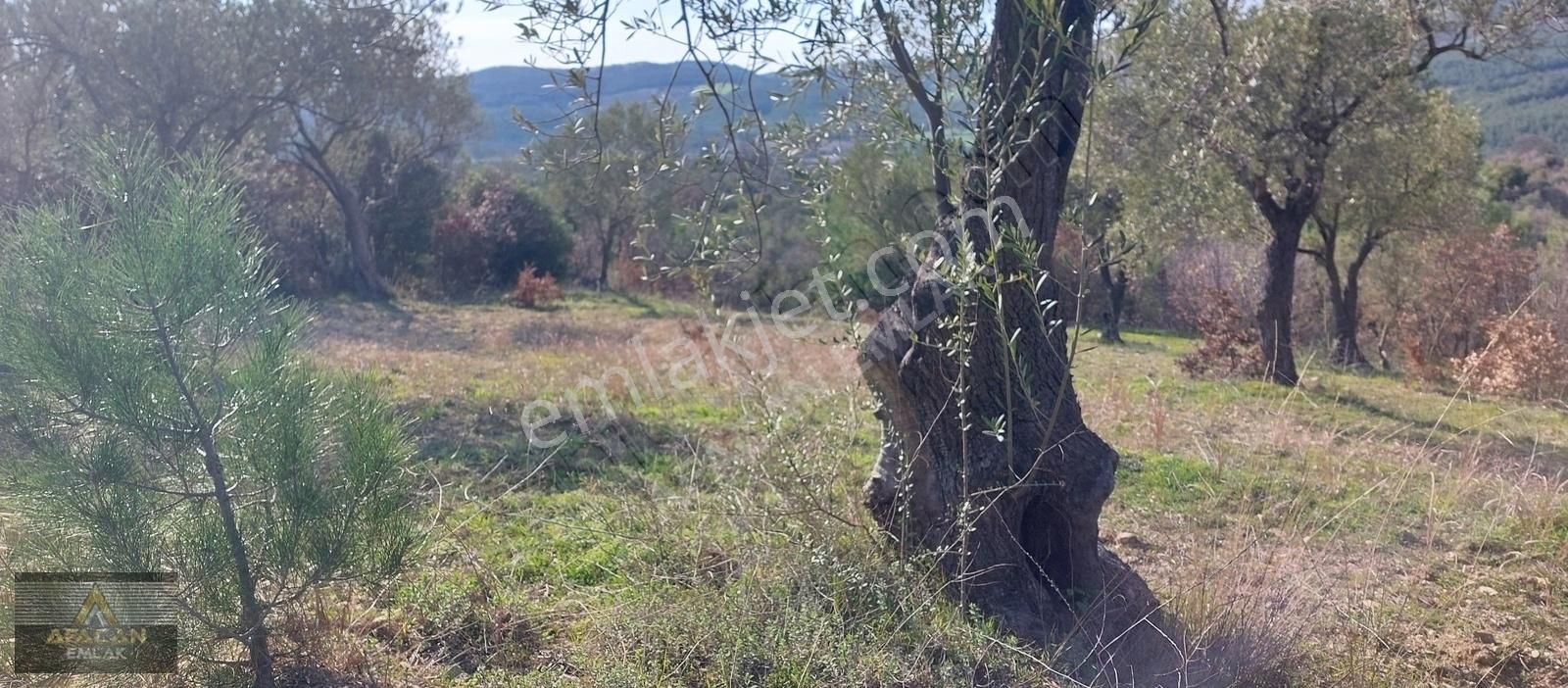 Bergama Koyuneli Satılık Tarla AFACAN dan Koyuneli de Ormana Sınır Satılık Zeytinlik