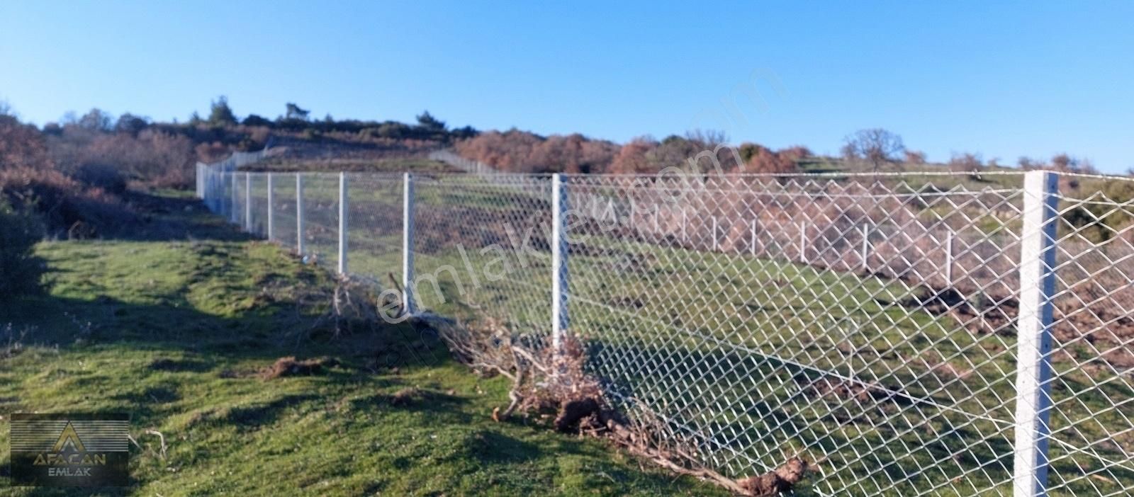 Bergama Koyuneli Satılık Tarla AFACAN dan Bozyerler de Çit ile Çevrili Satılık Zeytinlik Bahçe