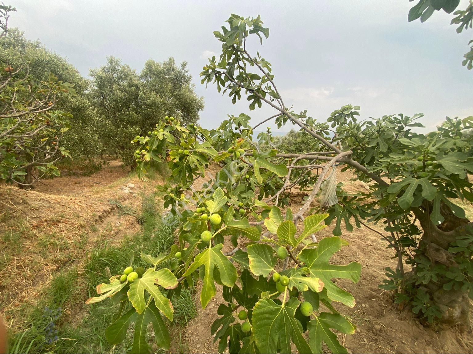 Has Umut Gayrimenkulden Satılık Zeytin İncir Bahçesi İmarlı - Görsel 23