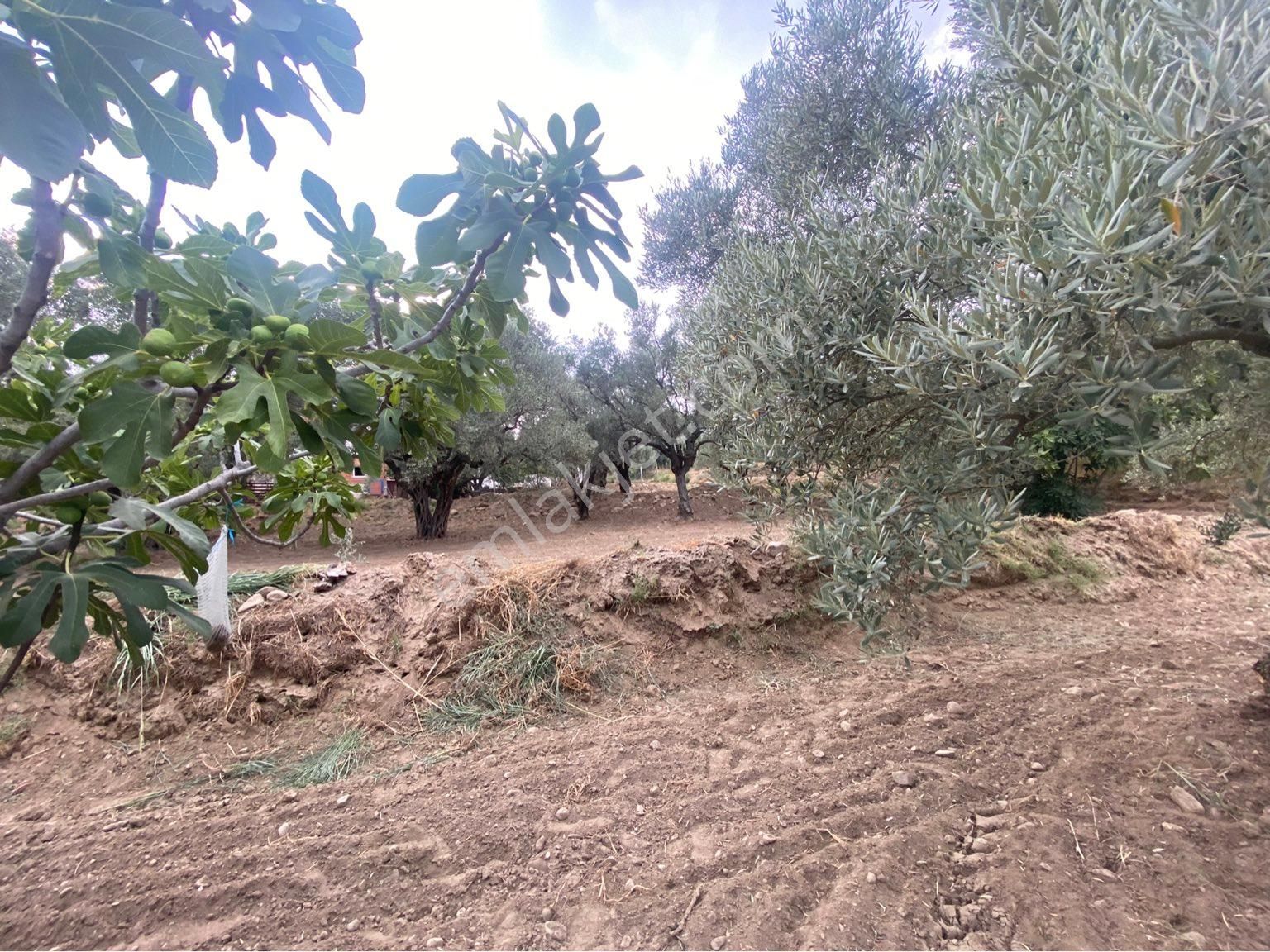 Has Umut Gayrimenkulden Satılık Zeytin İncir Bahçesi İmarlı - Görsel 31