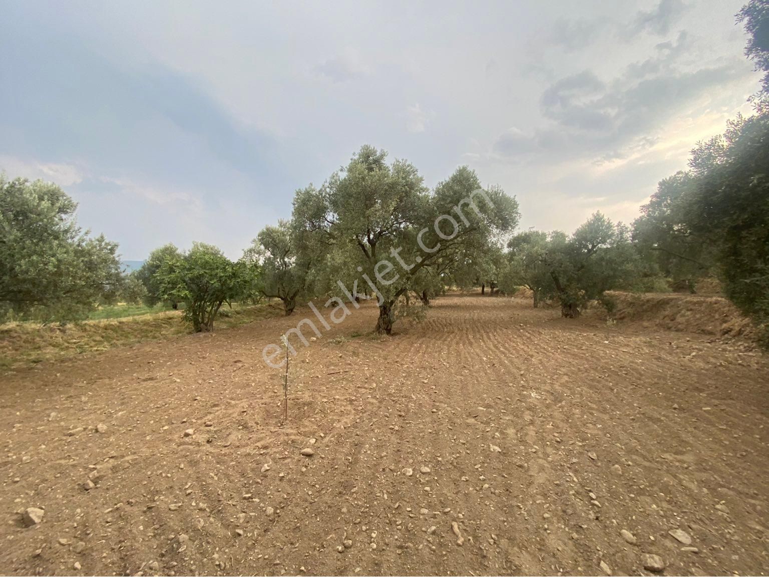 Has Umut Gayrimenkulden Satılık Zeytin İncir Bahçesi İmarlı - Görsel 14