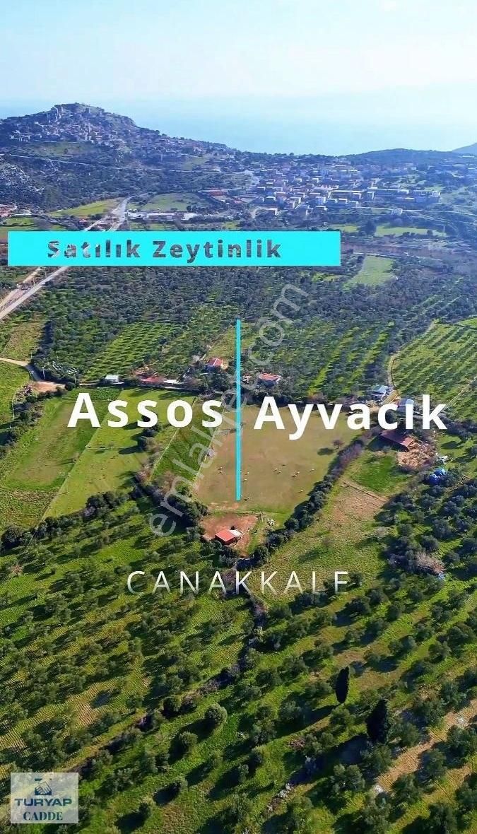 Ayvacık Paşaköy Köyü (Paşaköy Mücavir) Satılık Tarla ASSOS'ta DENİZE 3 KM SATILIK ZEYTİNLİK