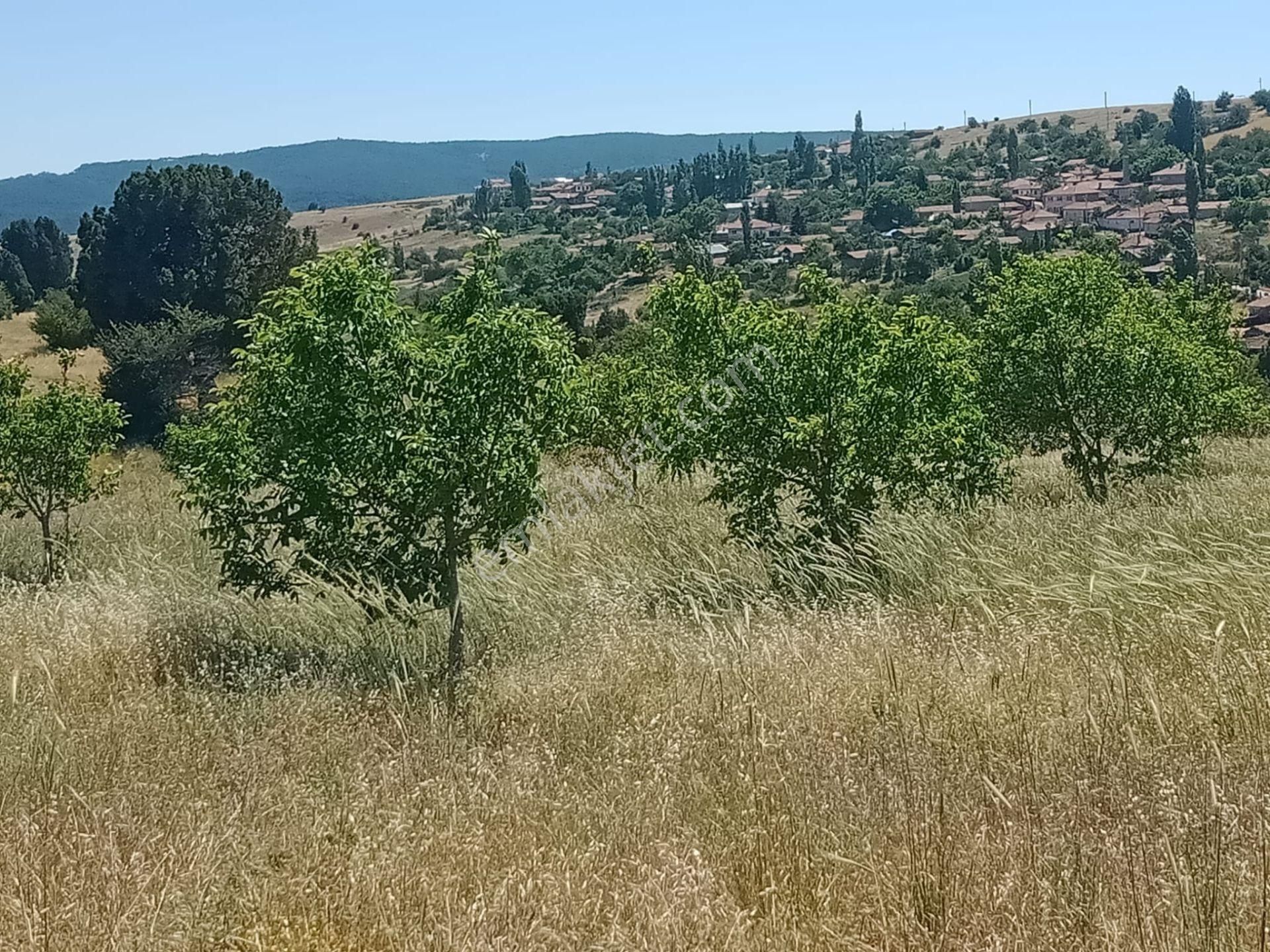 Bozüyük Göynücek Köyü Satılık Bağ & Bahçe  BİLECİK BOZÜYÜK GÖYNÜCEK KÖYÜNDE SATILIK CEVİZ BAHÇESİ