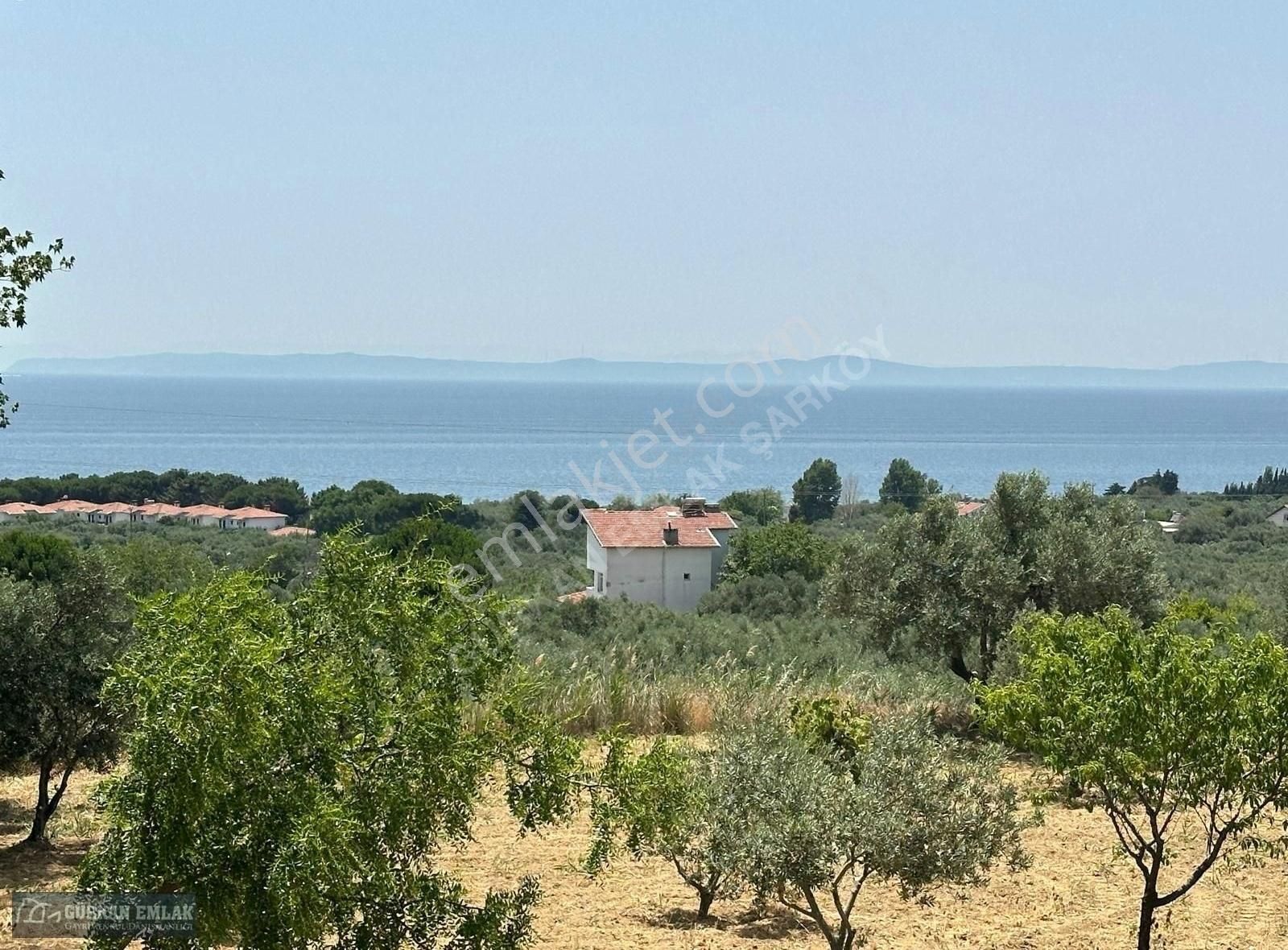 Şarköy Yukarıkalamış Satılık Tarla Asfalta Cephe Ful Deniz Manzaralı Mükemmel Konumda Zeytinlik