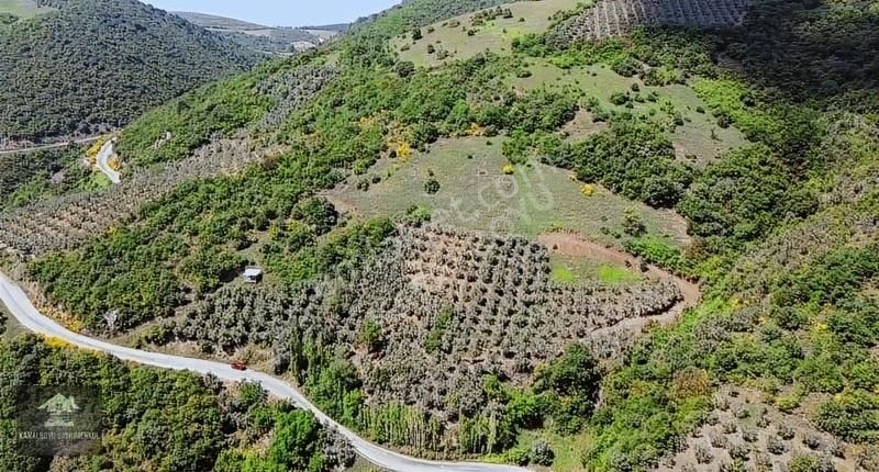 Mudanya Mirzaoba Satılık Zeytinlik MUDANYA MİRZAOBA'DA ASFALTA CEPHE 3DÖNÜM ARAZİ