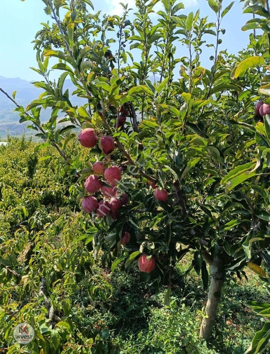 Mezitli Tepeköy Satılık Tarla MK İNVEST'TEN TEPEKÖY'DE 1561M SATILIK VERİMLİ ŞEFTALİ BAHÇESİ