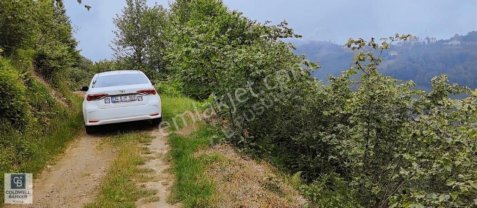 Gürgentepe Hasancık Satılık Bağ & Bahçe ORDU GÜRGENTEPE SATILIK FINDIK BAHÇESİ