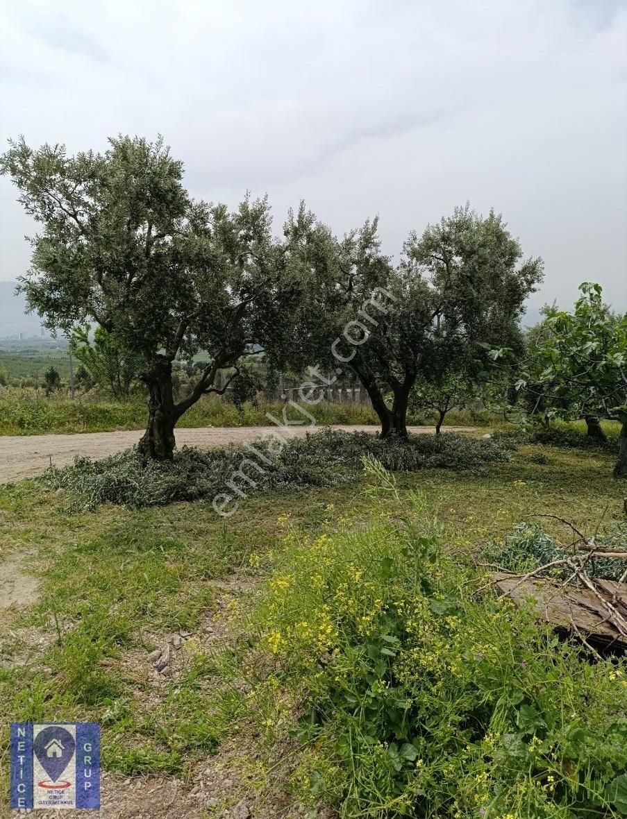 Osmangazi Çağlayan Satılık Zeytinlik  BURSA OSMANGAZİ ÇAĞLAYAN KÖYDE BURSA MANZARALI SATILIK