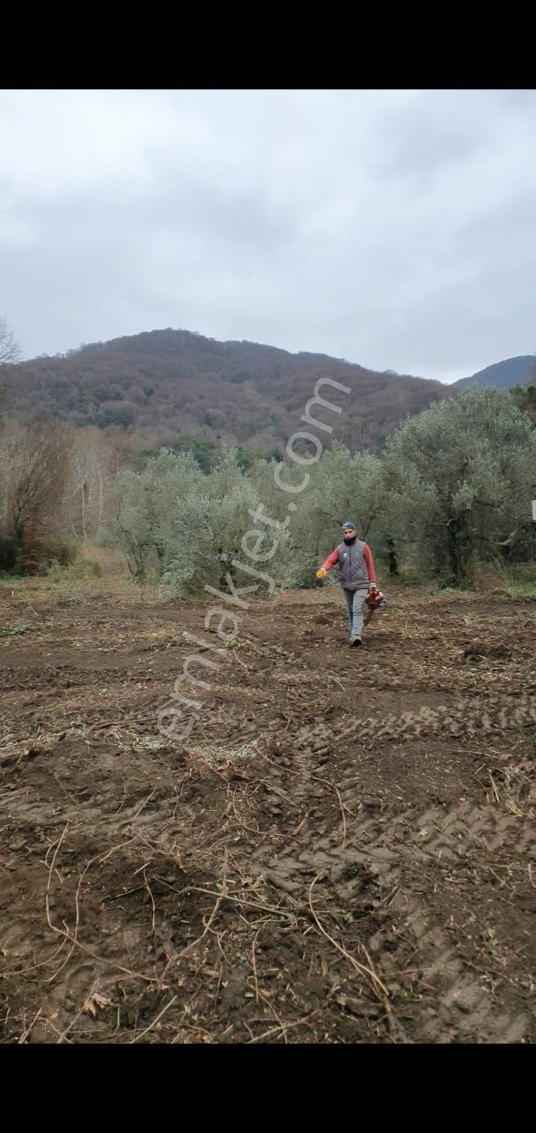 Erdek Ballıpınar Satılık Zeytinlik Balıkesir Erdek ballipinarda hobi olacak bangolov tinihavuz koyula bilir kelepir zeytinlik 