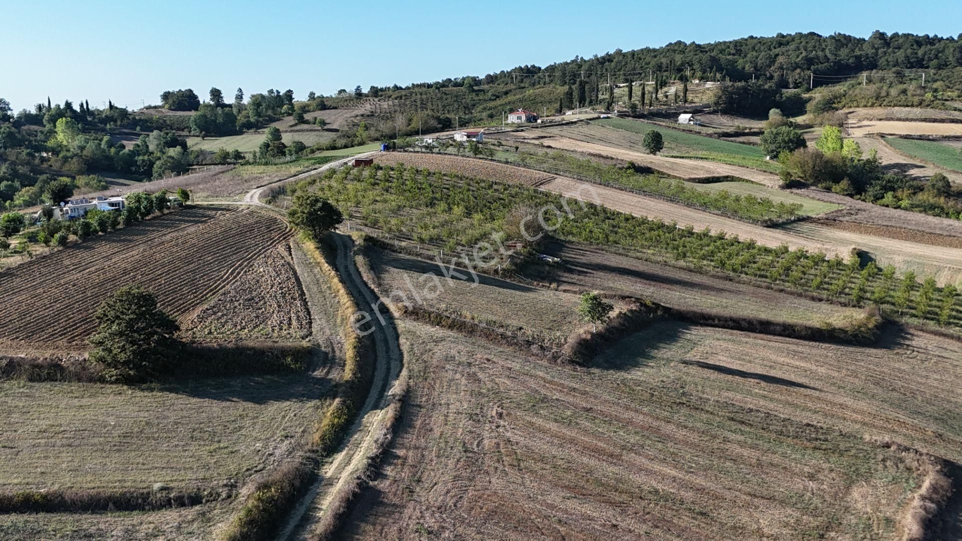 Pelitpınarında 2069 M2 %5 İmarlı Yatırımlık Tarla - Görsel 5