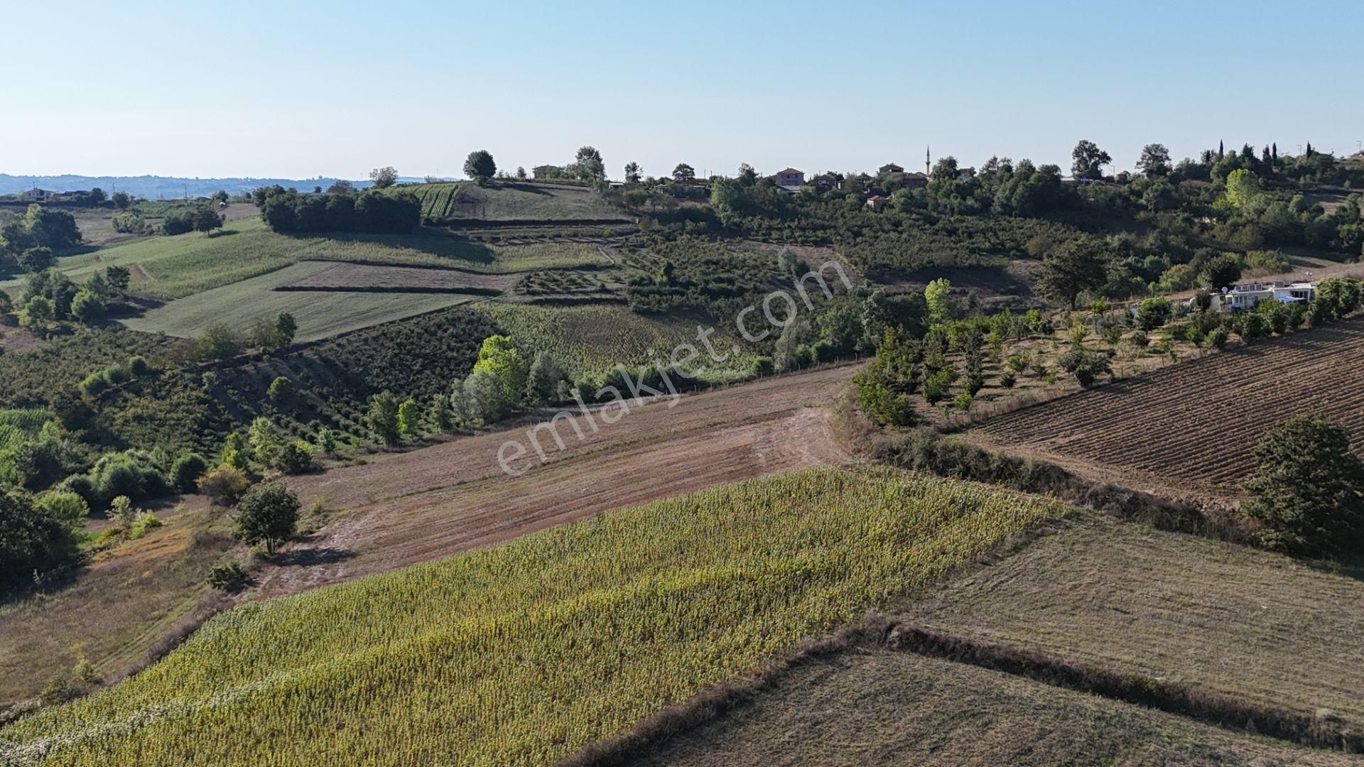 Pelitpınarında 2069 M2 %5 İmarlı Yatırımlık Tarla - Görsel 4