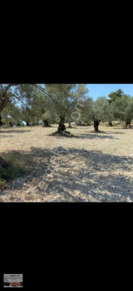 Satılık Bakımlı 65 Ağaç Zeytinlik - Görsel 4