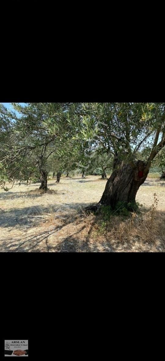 Satılık Bakımlı 65 Ağaç Zeytinlik - Görsel 6