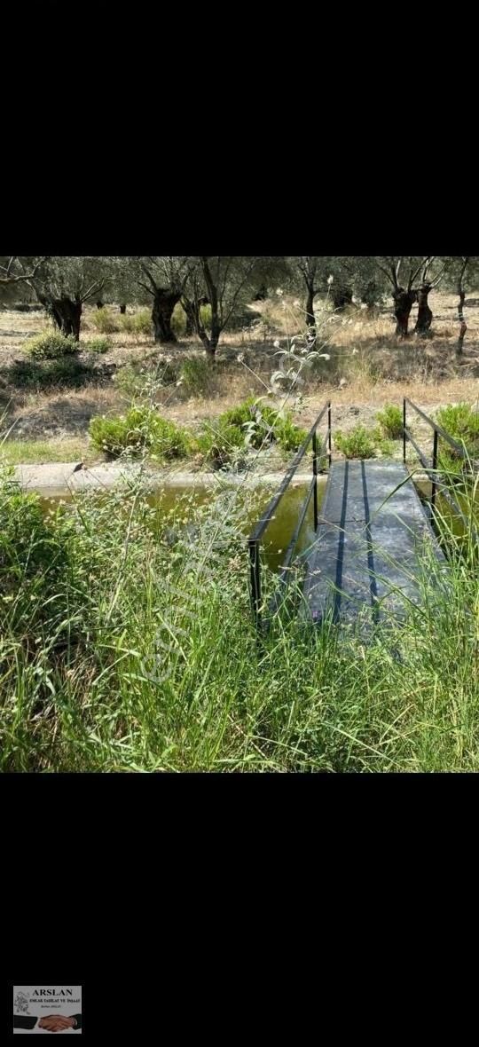 Satılık Bakımlı 65 Ağaç Zeytinlik - Görsel 5