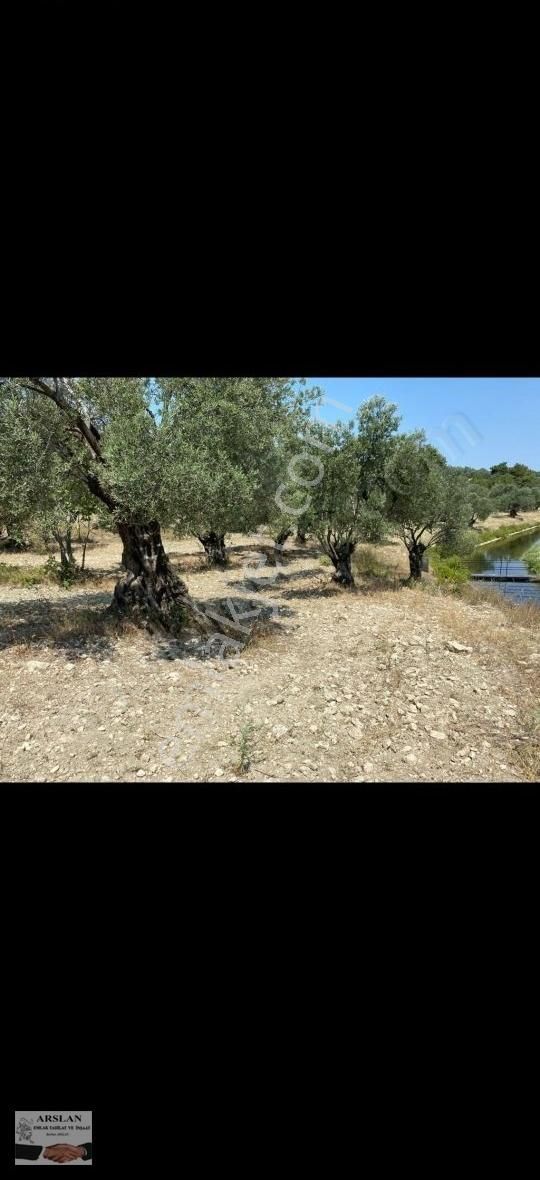 Satılık Bakımlı 65 Ağaç Zeytinlik - Görsel 2