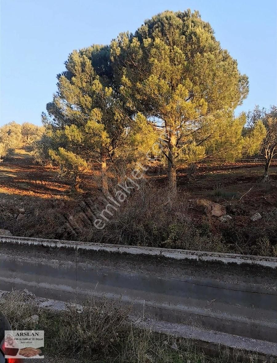 Satılık Deniz Ğören Zeytinlik - Görsel 4