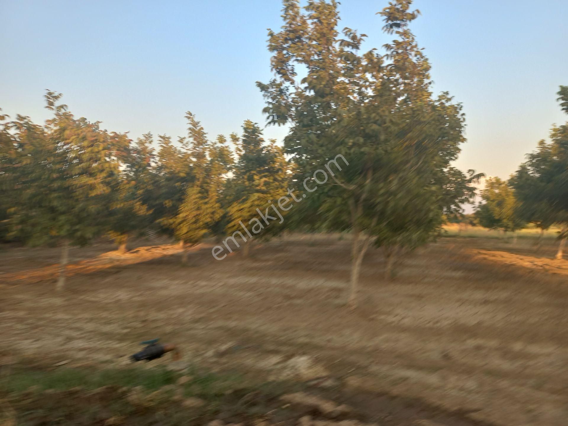 Sahibinden Yatırımlık Tarla - Görsel 14