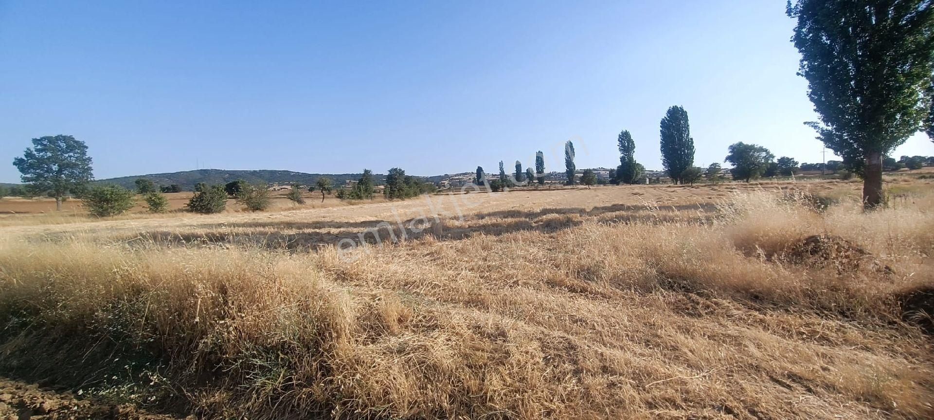 Salihli Sağlık Satılık Tarla Acil satılık TARLA