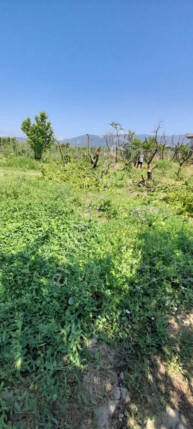 Kestel Kozluören Satılık Tarla Bursa Kestel Kozluören Söğütçayır Satılık Bahçe Tarla