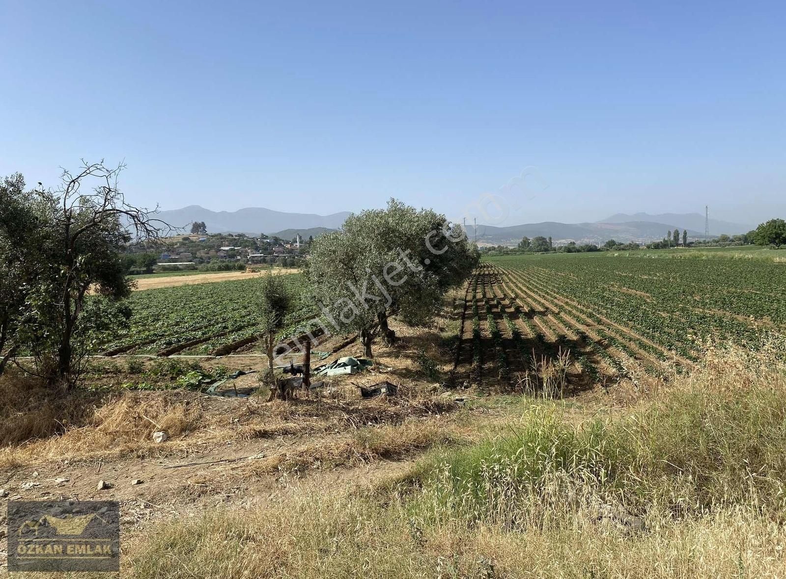 İzmir Tire Mahmutlar Mah Satılık Tarla - Görsel 3
