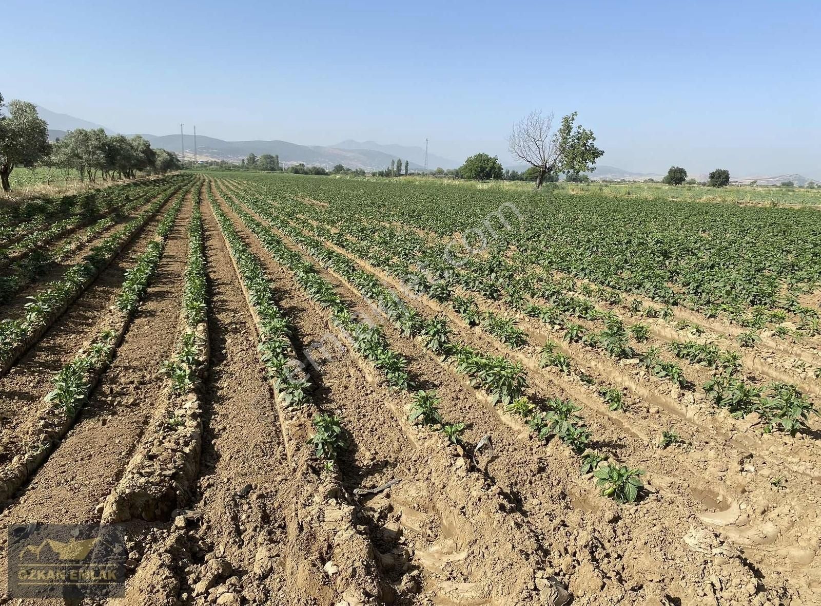 İzmir Tire Mahmutlar Mah Satılık Tarla - Görsel 6