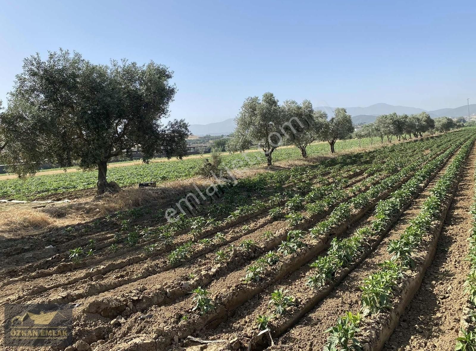 İzmir Tire Mahmutlar Mah Satılık Tarla - Görsel 5