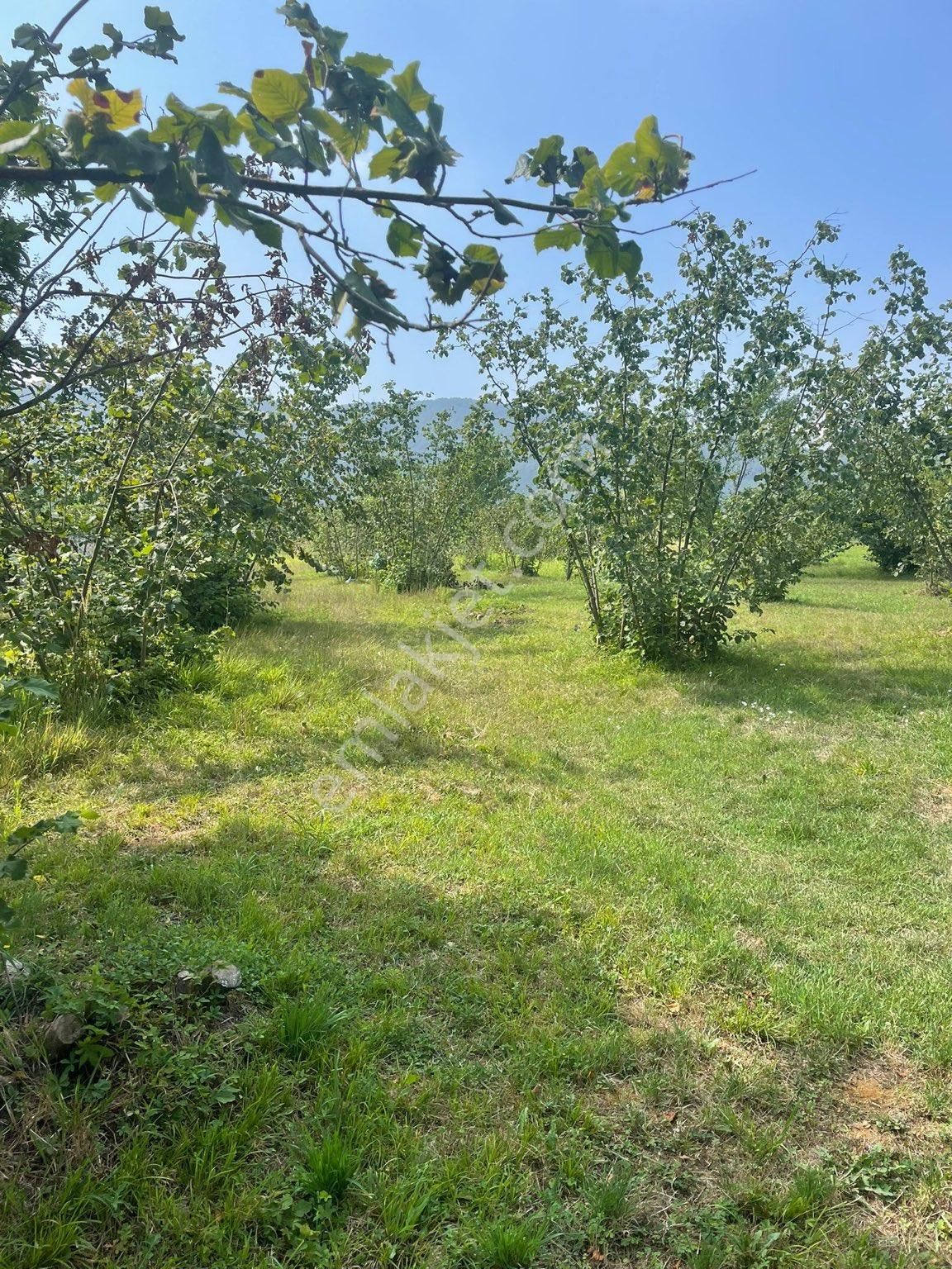 Akyazı Pazarköy Satılık Konut İmarlı BF GROPTAN AKYAZI PAZARKÖY SATILIK 2 ADET ARSA