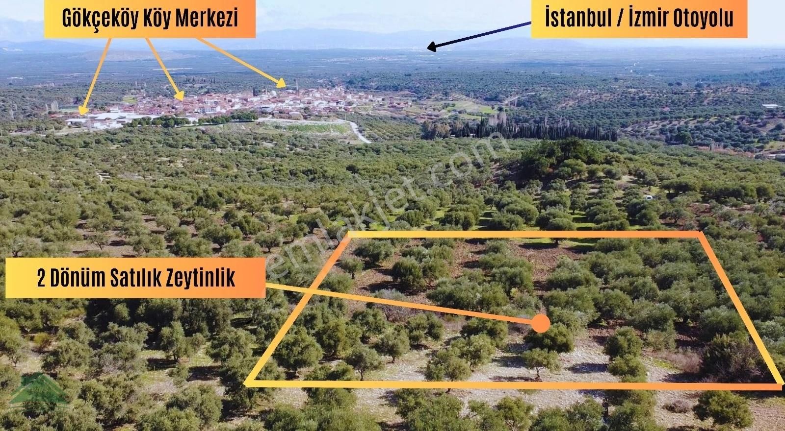 Saruhanlı Gökçeköy Satılık Zeytinlik Manisa Gökçeköy'de Satılık 2 Dönüm Zeytinlik