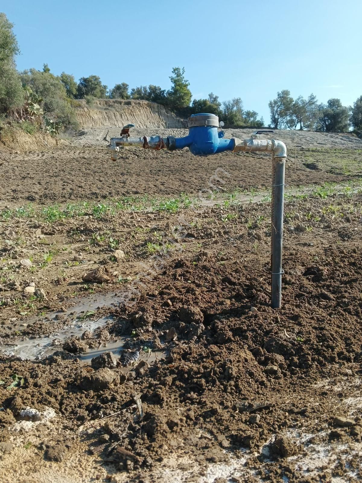 Evrenler Yavşi Mahallesi'nde Yatırım Fırsatı: Etrafı Evlerle Çevrili Satılık Tarla! - Görsel 2