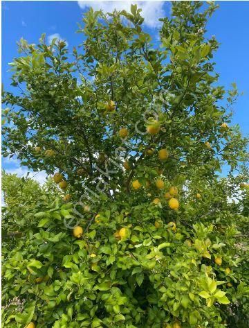 Seydikemer Demirler Satılık Tarla  Muğla Seydikemer Demirler de limon bahçesi