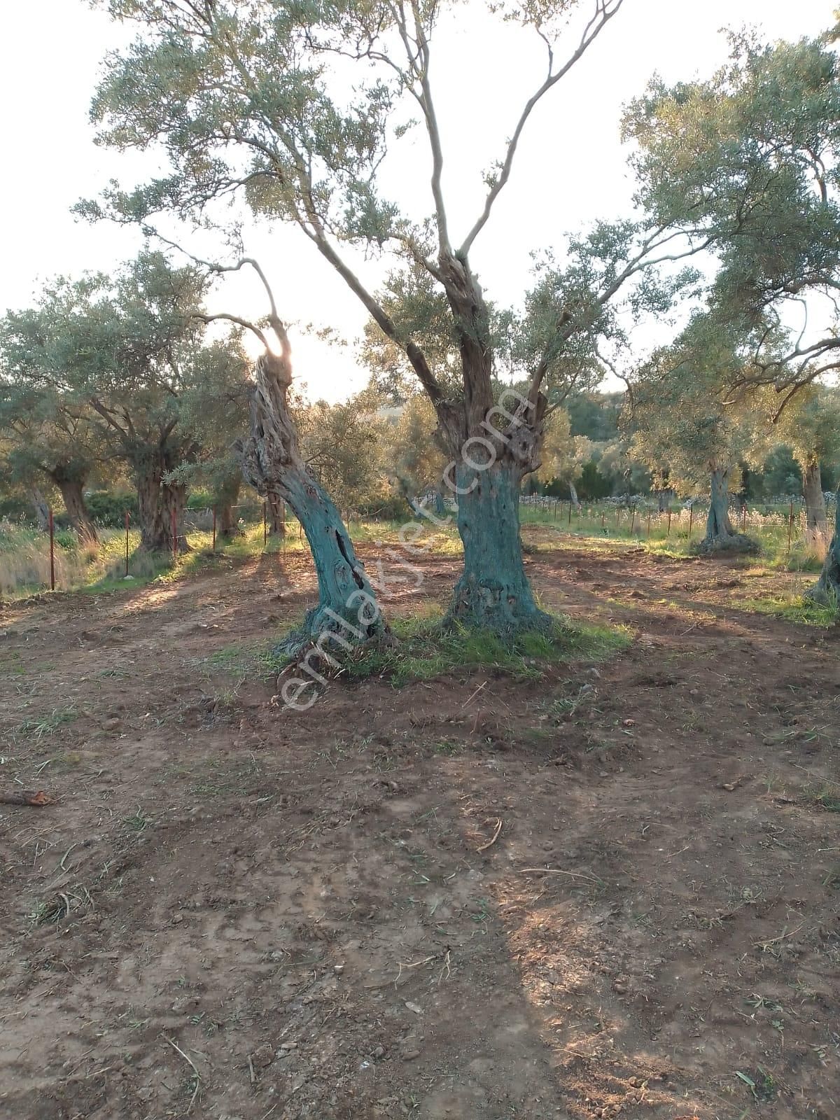 Didim Akbük Satılık Zeytinlik  Muğla Milas Kazıklı'da satılık düzlükte telle çevrili bakımlı 100'e yakın zeytin ağaçlı zeytinlik