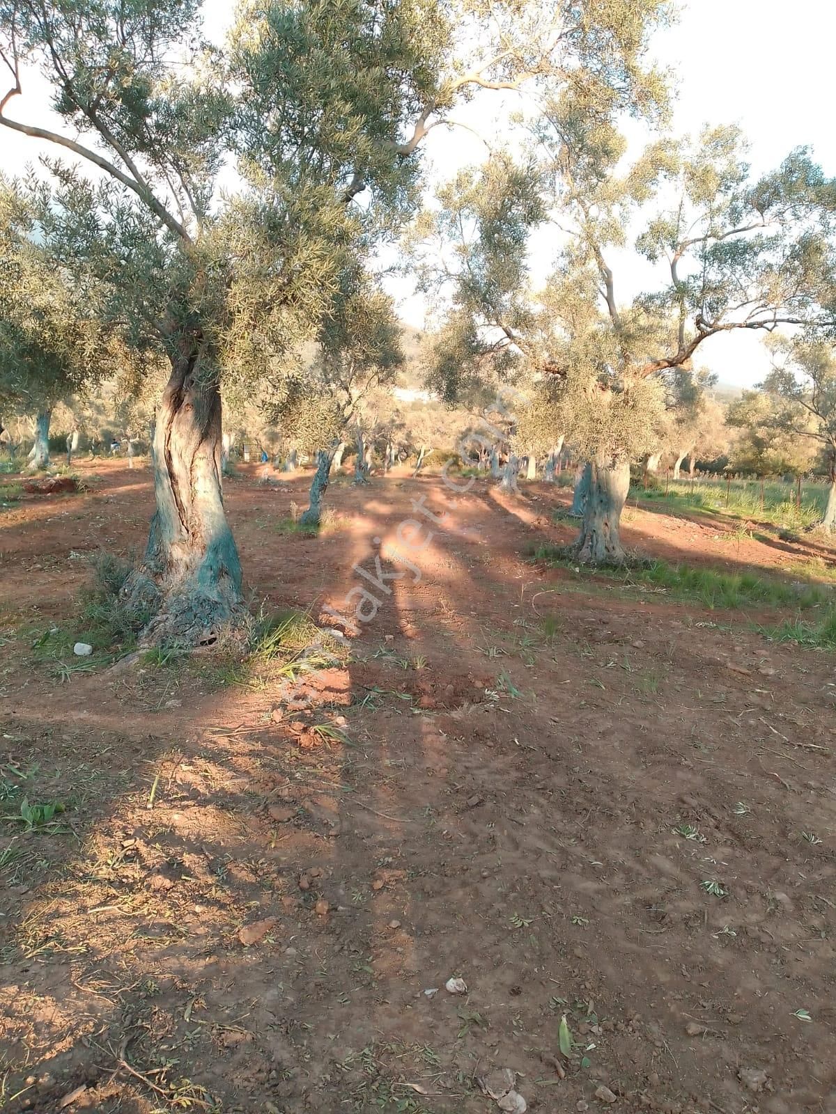 Muğla Milas Kazıklı'da Satılık Düzlükte Telle Çevrili Bakımlı 100'e Yakın Zeytin Ağaçlı Zeytinlik - Görsel 3