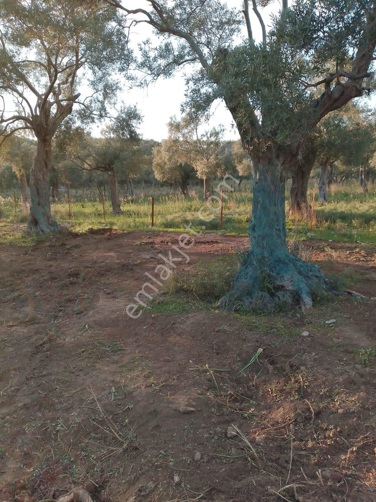 Muğla Milas Kazıklı'da Satılık Düzlükte Telle Çevrili Bakımlı 100'e Yakın Zeytin Ağaçlı Zeytinlik - Görsel 4