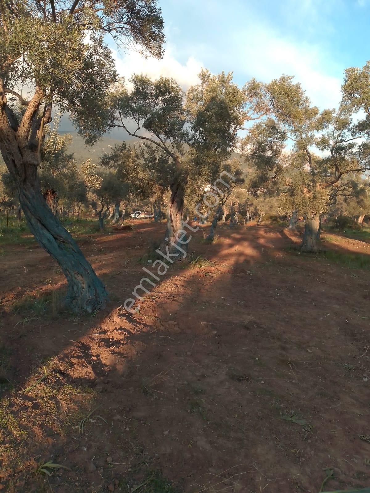Muğla Milas Kazıklı'da Satılık Düzlükte Telle Çevrili Bakımlı 100'e Yakın Zeytin Ağaçlı Zeytinlik - Görsel 5