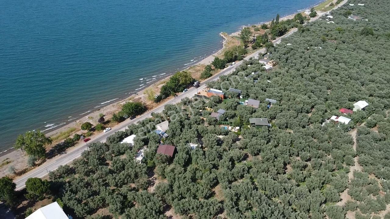 İznik Göllüce Satılık Zeytinlik İZNİK GÖLLÜCE 'DE KÖYE VE SAHİLE YAKIN 450 M2 ZEYTİNLİK 