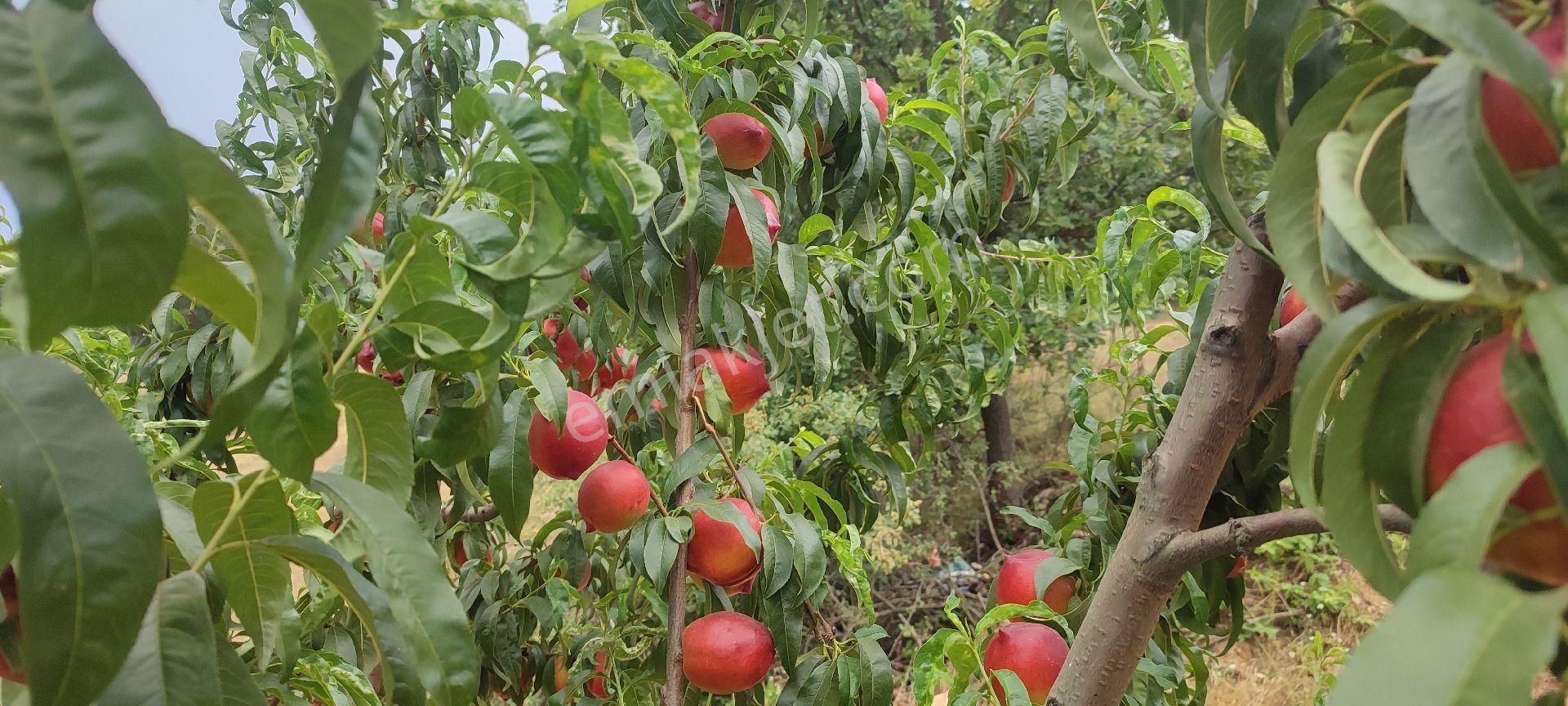 İznik Mahmudiye Satılık Tarla Uzmanlar Gayrimenkulden Bursa İznik Mahmudiye Mahallesinde Satılık Şeftali Bahçesi