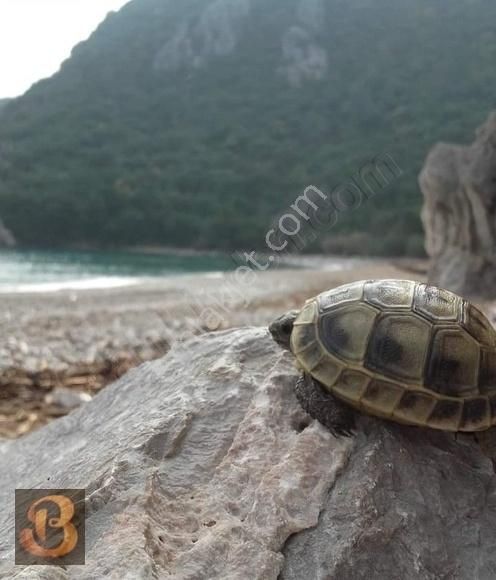 Antalya Kumluca Adrasan Satılık 630 M2 Tek Tapu Doğa İçinde Arsa - Görsel 32