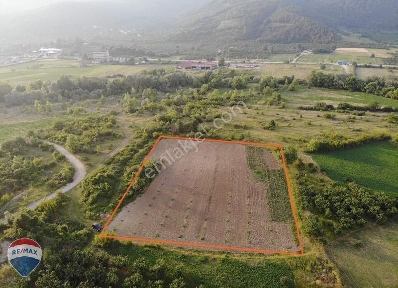 Akyazı Dokurcun Satılık Tarla Dokurcun Caylar Yenı Mahallede 4858 M2 Cevız Bahcesi